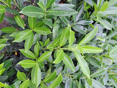78 snelgroeiende groenblijvende laurierhaag 125-150 cm hoog, Tuin en Terras, Planten | Struiken en Hagen, Haag, Laurier, 100 tot 250 cm