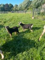 Mooie lieve dwerggeiten (bokjes) met UBN nummer, Dieren en Toebehoren, Schapen, Geiten en Varkens, Mannelijk, Geit