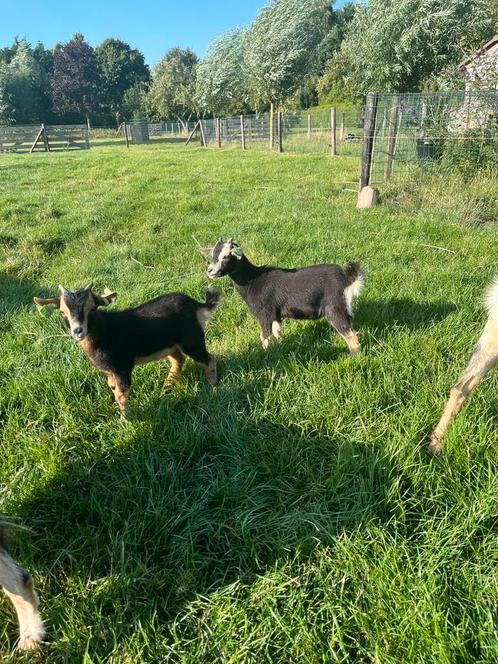 Mooie lieve dwerggeiten (bokjes) met UBN nummer, Dieren en Toebehoren, Schapen, Geiten en Varkens, Geit, Mannelijk