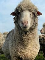 Stamboek Merino schapen te koop, Dieren en Toebehoren, Vrouwelijk, Schaap