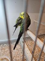 Blackwing grasparkieten mannen, Dieren en Toebehoren, Vogels | Parkieten en Papegaaien, Mannelijk, Parkiet, Geringd