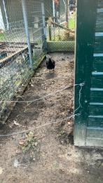 Pluimvee, Dieren en Toebehoren