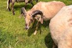 Drents Heideschaap Ram, Dieren en Toebehoren, Schapen, Geiten en Varkens, Mannelijk, Schaap