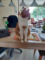 Gratis lieve kater Knofje, Kater, Kortharig, 3 tot 5 jaar