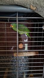 Te koop geelwangamazone papegaai met kooi wegens tijd gebrek, Dieren en Toebehoren, Vrouwelijk, Papegaai