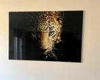 WILDLIFE CHEETAH Plexiglas, Ophalen of Verzenden