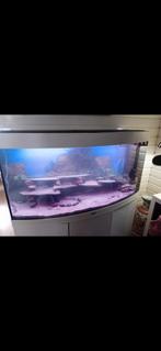 Juwel vision 260 aquarium, Ophalen, Zo goed als nieuw, Leeg aquarium