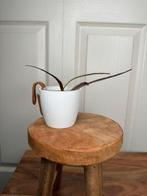 Hoya biruensis gewortelde stek, Huis en Inrichting, Kamerplanten, Ophalen, Overige soorten, Halfschaduw, Minder dan 100 cm