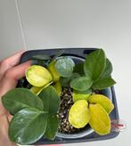 ZZ Variegata full moon, Huis en Inrichting, Ophalen of Verzenden, In pot, Halfschaduw, Minder dan 100 cm