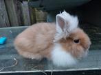 Teddydwerg, Dieren en Toebehoren, Konijnen, Mannelijk, Middelgroot, 0 tot 2 jaar