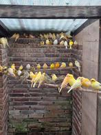 Kanaries, Dieren en Toebehoren, Meerdere dieren, Kleurkanarie