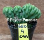 San Pedro Cactus kamvormen - Trichocereus pachanoi (klein), Huis en Inrichting, Kamerplanten, Cactus, Minder dan 100 cm, In pot