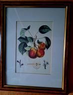 Prent van peren. Met extra's. Zie foto's., Antiek en Kunst, Ophalen of Verzenden