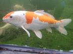 10x schitterende high quality jumbo kois. Vijver gaat weg, Dieren en Toebehoren, Vissen | Vijvervissen, Karper of Koi