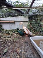 Smaragdeend vrouw gezocht., Dieren en Toebehoren, Vrouwelijk, Eend