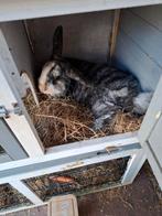 2 konijnen (ram), Dieren en Toebehoren, Ophalen, Kooi