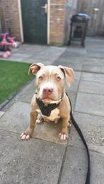 American bully, Rabiës (hondsdolheid), 15 weken tot 1 jaar, Reu, Bulldog
