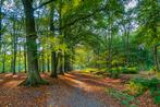 Te koop gevraagd  bos, bosgrond , of natuurgrond, Tuin en Terras, Ophalen of Verzenden