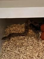 Pantherophis Guttatus Cinder (Rattenslang), Dieren en Toebehoren, Reptielen en Amfibieën, Slang, 0 tot 2 jaar