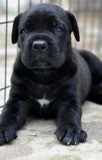 Prachtige Cane Corso pups met stamboom, Dieren en Toebehoren, Fokker | Hobbymatig, Rabiës (hondsdolheid), 15 weken tot 1 jaar