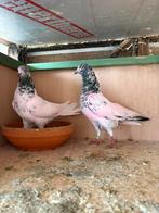 Hoogvliegers, Dieren en Toebehoren, Vogels | Duiven, Meerdere dieren, Overige soorten