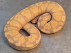 Python regius banana pastel desert ghost vrouwtje, Dieren en Toebehoren, Reptielen en Amfibieën, Slang