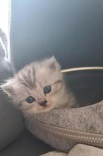 Raszuivere Britskorthaar Kittens, Dieren en Toebehoren, Katten en Kittens | Raskatten | Korthaar, Meerdere dieren, Ontwormd