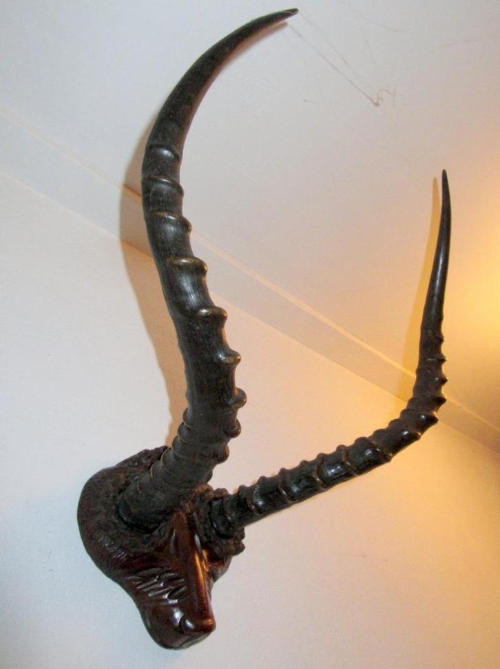 Afrikaans antilope hoorns gewei taxidermie impala jacht hert, Verzamelen, Dierenverzamelingen, Zo goed als nieuw, Gewei of Kop
