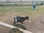 2 dwerggeiten en een gecastreerde bok, Dieren en Toebehoren, Meerdere dieren, Geit