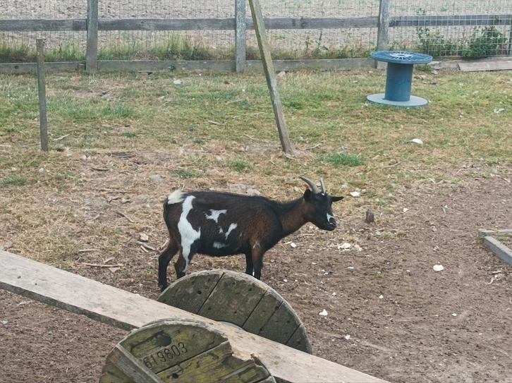 2 dwerggeiten en een gecastreerde bok, Dieren en Toebehoren, Schapen, Geiten en Varkens, Geit, Meerdere dieren