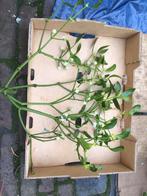 Verse Maretak voor Kerstversiering, Diversen, Kerst, Ophalen of Verzenden