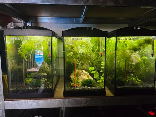 Complete kweekgroepen garnalen met aquaria, Dieren en Toebehoren, Vissen | Aquaria en Toebehoren, Zo goed als nieuw, Gevuld zoetwateraquarium