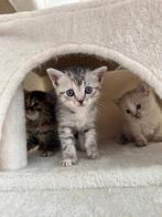 Britse korthaar kitten, Ontwormd, Poes