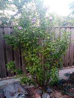 Struik Hibiscus purple pilar (zelf uitgraven), Ophalen of Verzenden, Overige soorten, 100 tot 250 cm