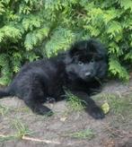 Prachtige langharige Duitse Herder puppys, Meerdere, Meerdere dieren, Herder, Nederland