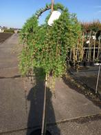 Larix Stiff Weeper op 120 cm stam in 7,5 liter pot, Zomer, Overige soorten, Ophalen, Volle zon