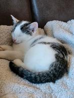 Kitten, Dieren en Toebehoren, Kater, Ontwormd, 0 tot 2 jaar