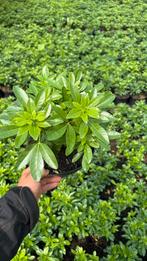 Choisya ternata groenblijvende borderplanten, Tuin en Terras, Planten | Tuinplanten, Ophalen of Verzenden, Halfschaduw