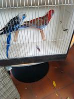 Te koop stel pennantrosellas, Dieren en Toebehoren, Vogels | Kanaries, Meerdere dieren, Kleurkanarie