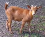 Dwerggeit bok camel CAE en CL-vrij, Dieren en Toebehoren, Schapen, Geiten en Varkens, Mannelijk, Geit, 0 tot 2 jaar