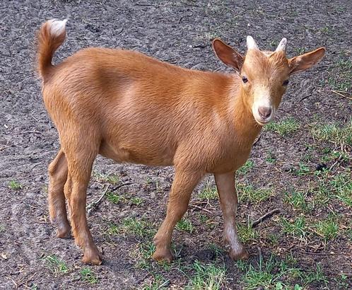 Dwerggeit bok camel CAE en CL-vrij, Dieren en Toebehoren, Schapen, Geiten en Varkens, Geit, Mannelijk, 0 tot 2 jaar