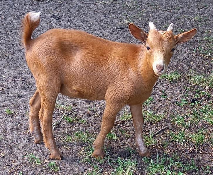 Dwerggeit bok camel CAE en CL-vrij, Dieren en Toebehoren, Schapen, Geiten en Varkens, Geit, Mannelijk, 0 tot 2 jaar