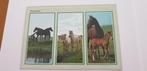 5031 nunspeet paarden, Verzenden, Hond of Kat