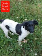 Cindy Carol en Carlos zijn ter adoptie!, Dieren en Toebehoren, Rabiës (hondsdolheid), 15 weken tot 1 jaar, Handelaar, Buitenland
