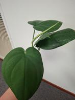 Syngonium chiapense stek, Huis en Inrichting, Kamerplanten, Ophalen of Verzenden, Halfschaduw, Minder dan 100 cm