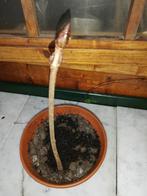 Bonsai kastanje, Ophalen, Bloeit niet, Overige soorten, Minder dan 100 cm