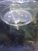 Wild kleur garnalen, Dieren en Toebehoren, Vissen | Aquariumvissen, Kreeft, Krab of Garnaal