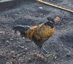 Hanen, Mannelijk, Kip