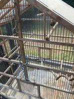 Vogelkooi, Dieren en Toebehoren, Vogels | Overige Vogels, Tropenvogel