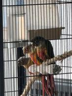 Dwergpapegaai 3 Pyrrhura's, Dieren en Toebehoren, Vogels | Parkieten en Papegaaien, Geslacht onbekend, Dwergpapegaai of Agapornis